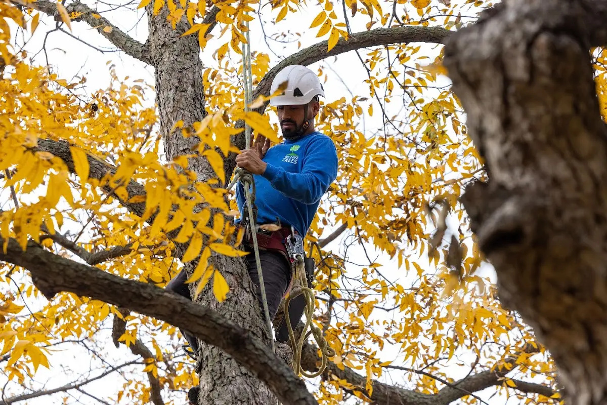 Skilled Storm Damage Cleanup crew working in Sheridan